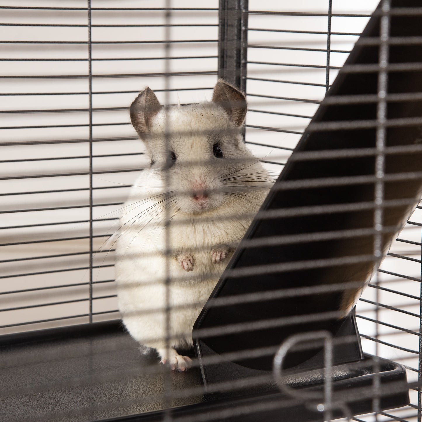 Small Animal Cage