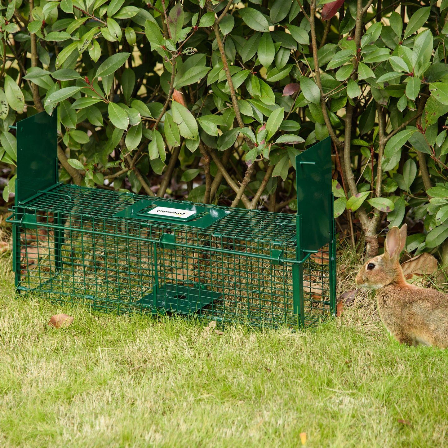 Humane Mouse Trap with Double Doors for Indoors