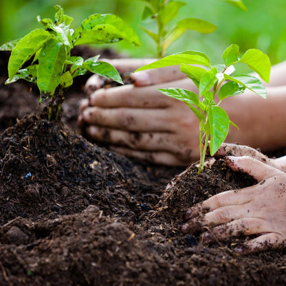 Premium Local Compost Delivered to Your Door – 1,000L Bulk Bags For £149! Transform Your Garden with Locally Produced, Nutrient-Rich Soil Improver