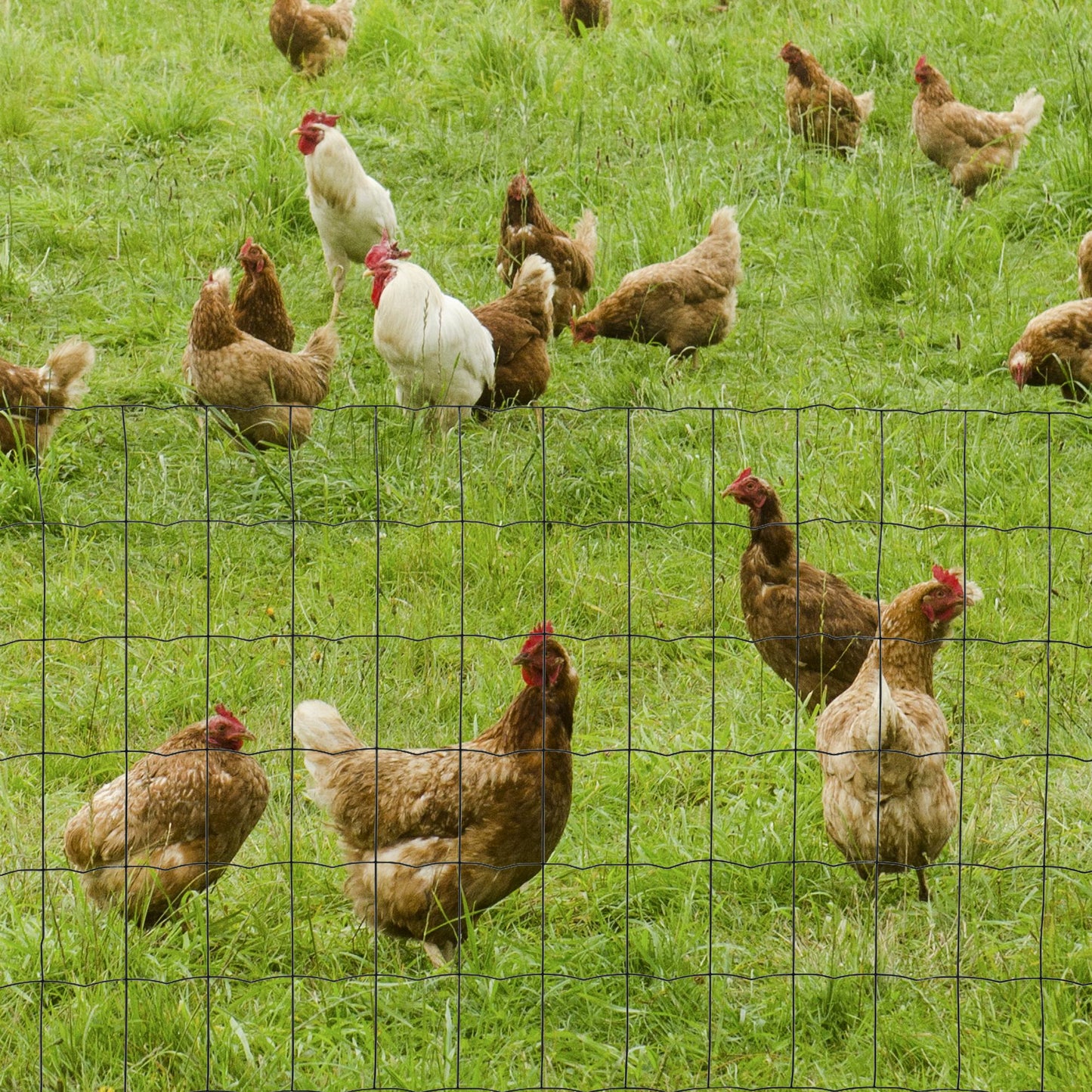 0.6Mx10M Chicken Wire Mesh Rabbit Poultry Animal Fence PVC Coated Netting