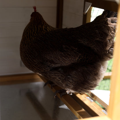 Chicken Coop, Hen House, Wooden Poultry Cage with Outdoor Run, Nesting Box, Removable Tray, Window and Lockable Door, 197 x 93 x 110cm