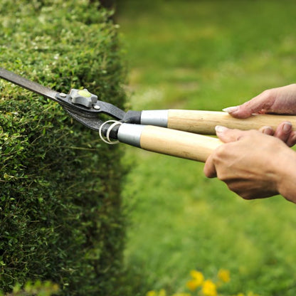 Get Your Garden in Tip Top Form Ready for Spring - Transform Your Garden with 4 Hours of Expert Landscaping from Lost the Plot Gardening Services! Comprehensive Garden Service for Only £135!