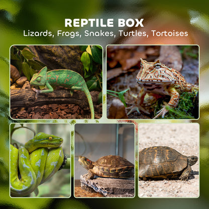 Glass Reptile Terrarium, 12L Vivarium for Lizards, Frogs, Snakes, Turtles